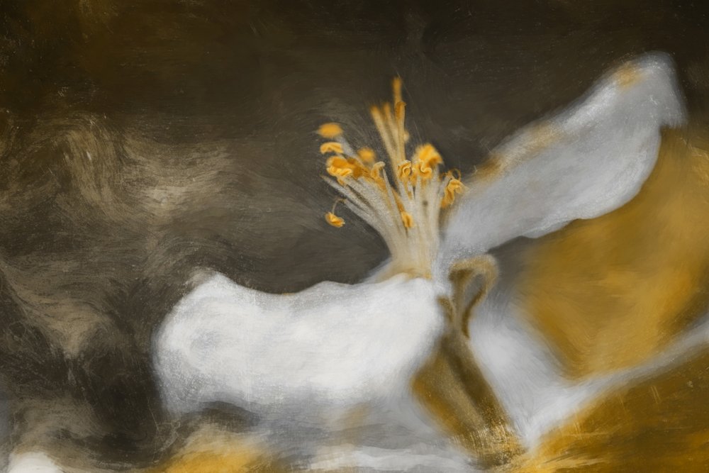 Die Blüte von Cicek Kiral