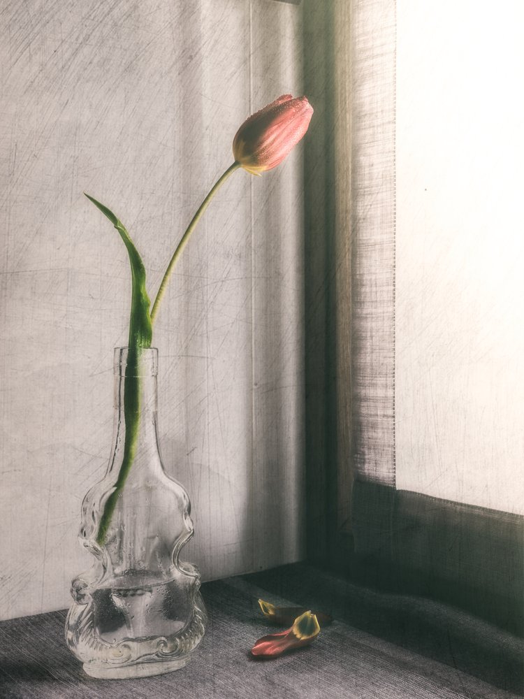 Zarte Rosa Tulpe von Cristiano Giani