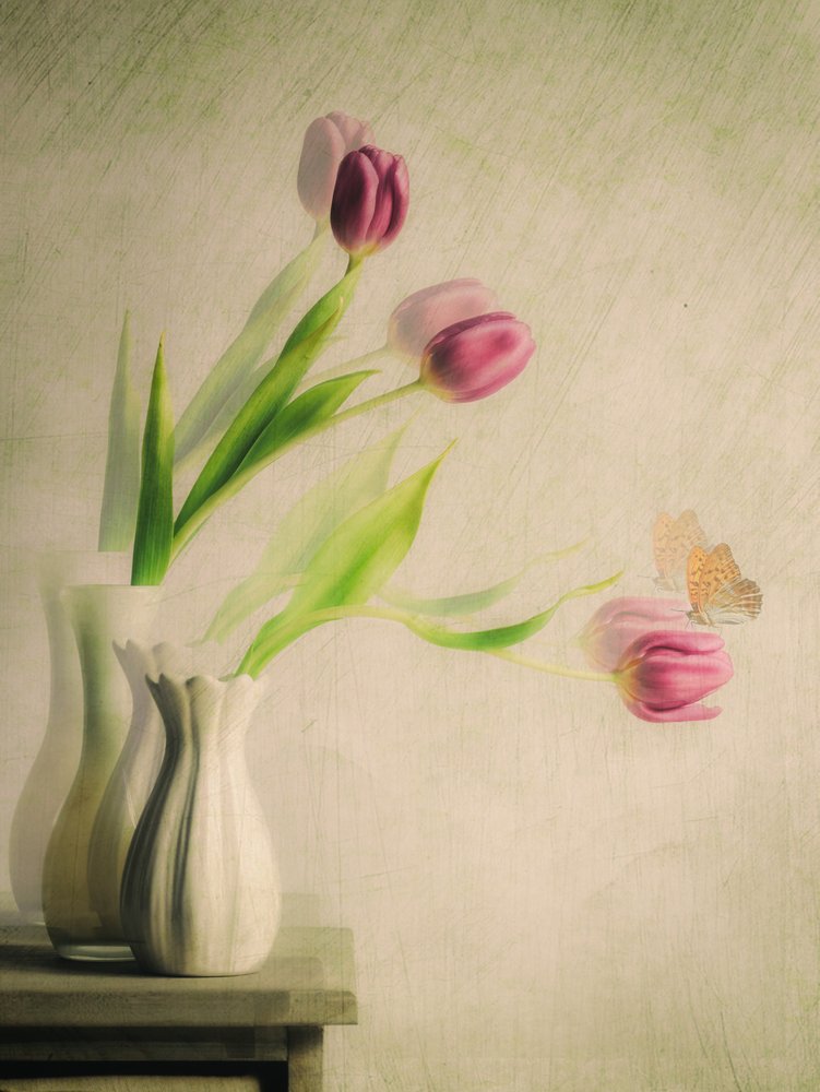 Träumende Tulpen und Schmetterling von Cristiano Giani