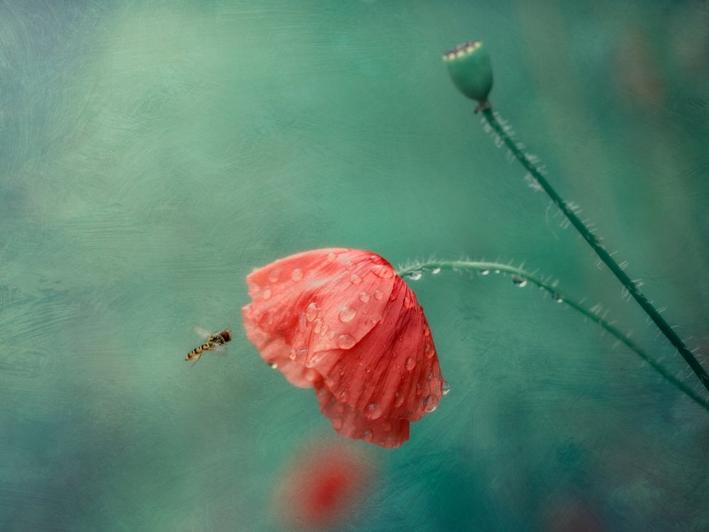 Mohnblume und Schwebfliege von Cristiano Giani