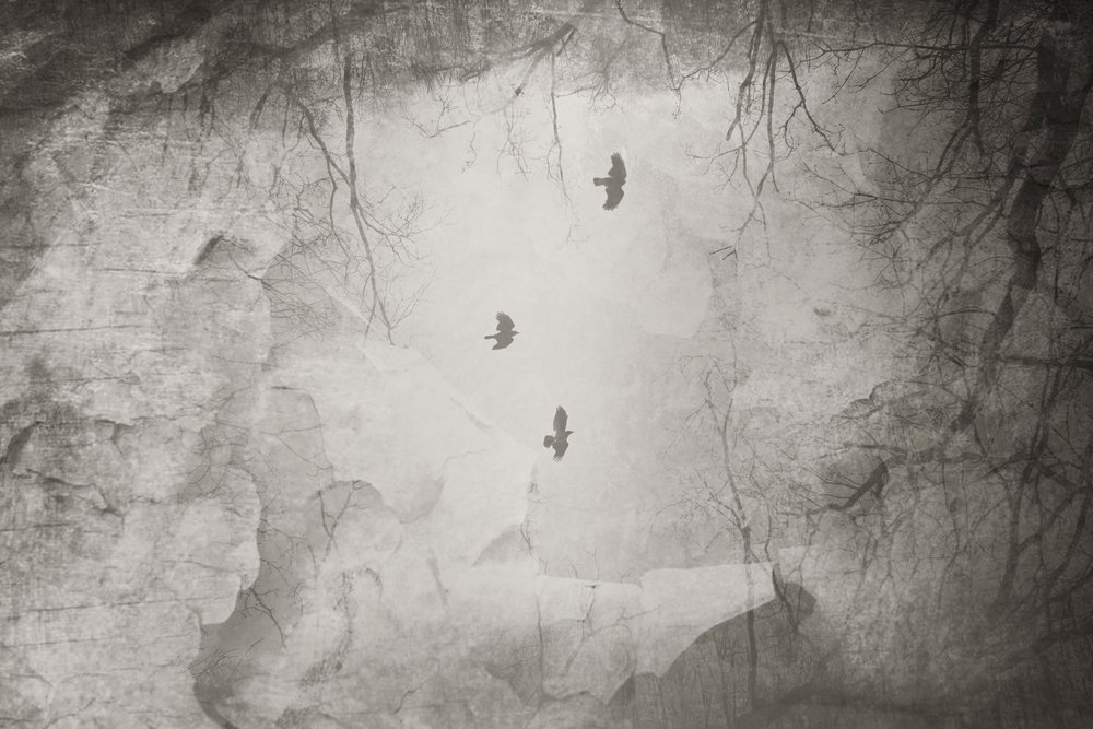 Ätherische Vögel Winterflug von Daniela Riegler