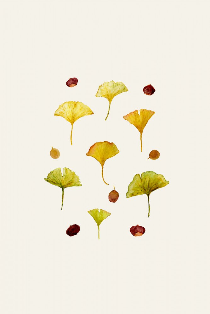 Ginkgo-Blätter und Samen von Danushka Abeygoda