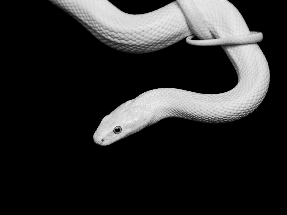 Albino Schlange Porträt von David Drake