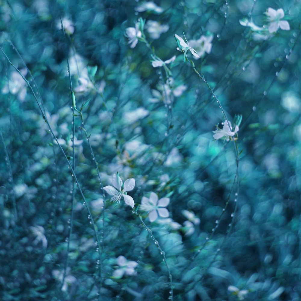 Träumende blaue Gartenblumen von Delphine Devos
