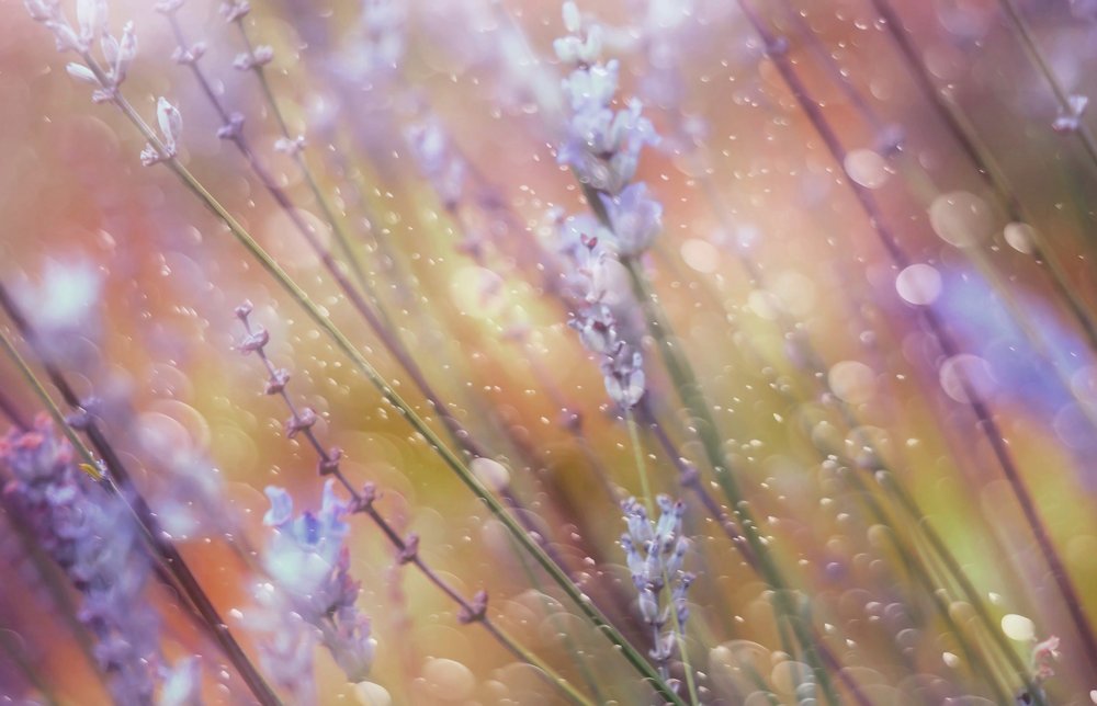 Träumerisches Lavendel-Bokeh von Delphine Devos