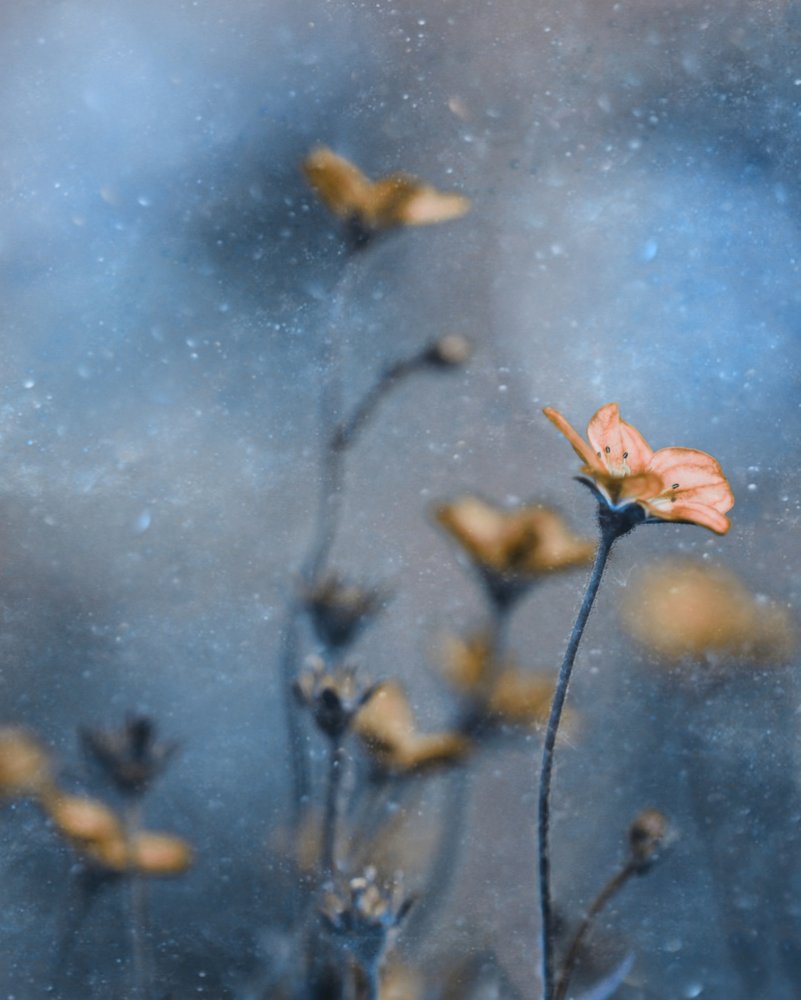 Träumige orange Blüten von Delphine Devos