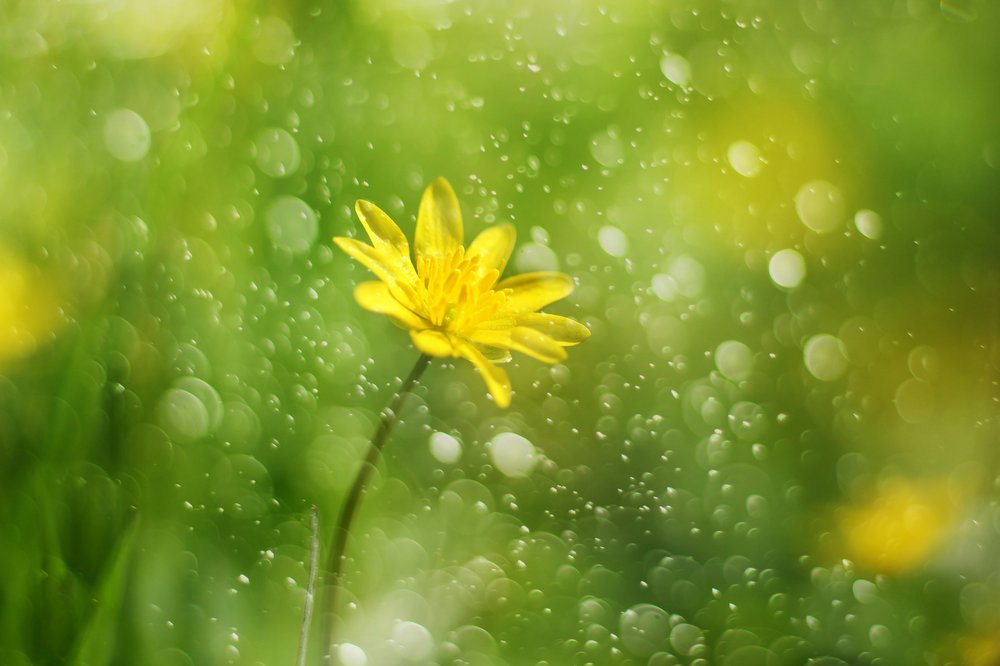 Morgentautropfenblume von Delphine Devos