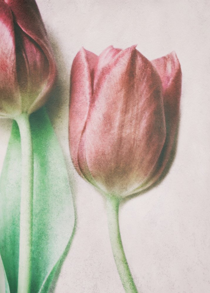 Weiche Blassrosa Tulpen von Delphine Devos