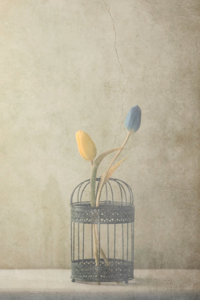 Vintage Käfig-Tulpen von Delphine Devos