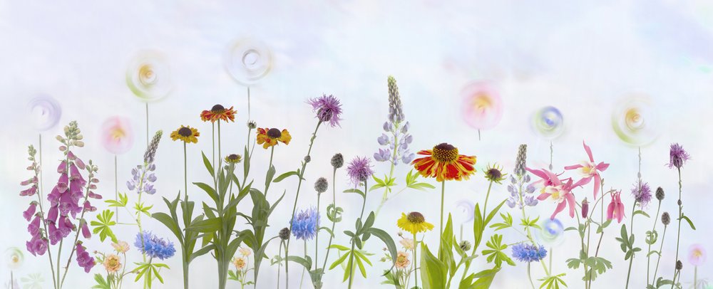 Träumerischer bunter Garten von Denis O Reilly