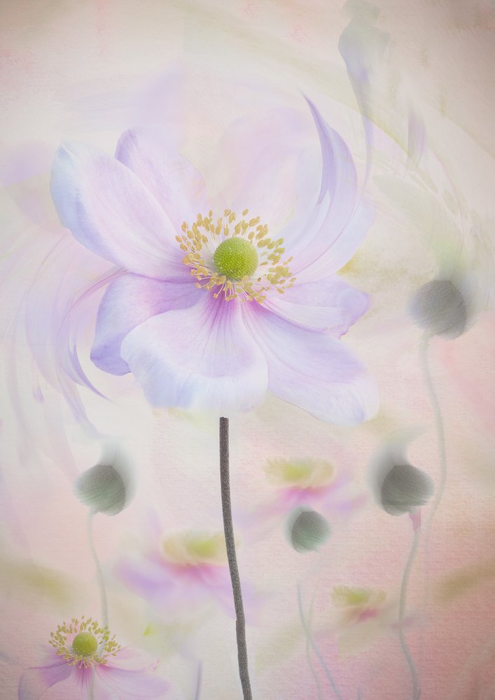 Träumerische Pastellanemone von Denis O Reilly