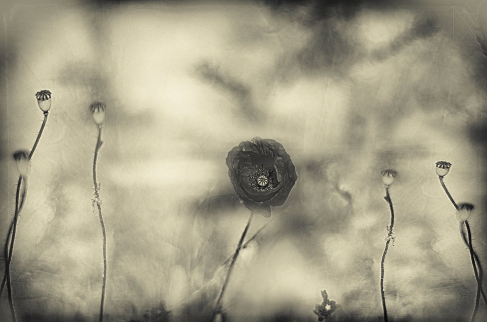 Verblasster Mohntraum von Desislava Ignatova