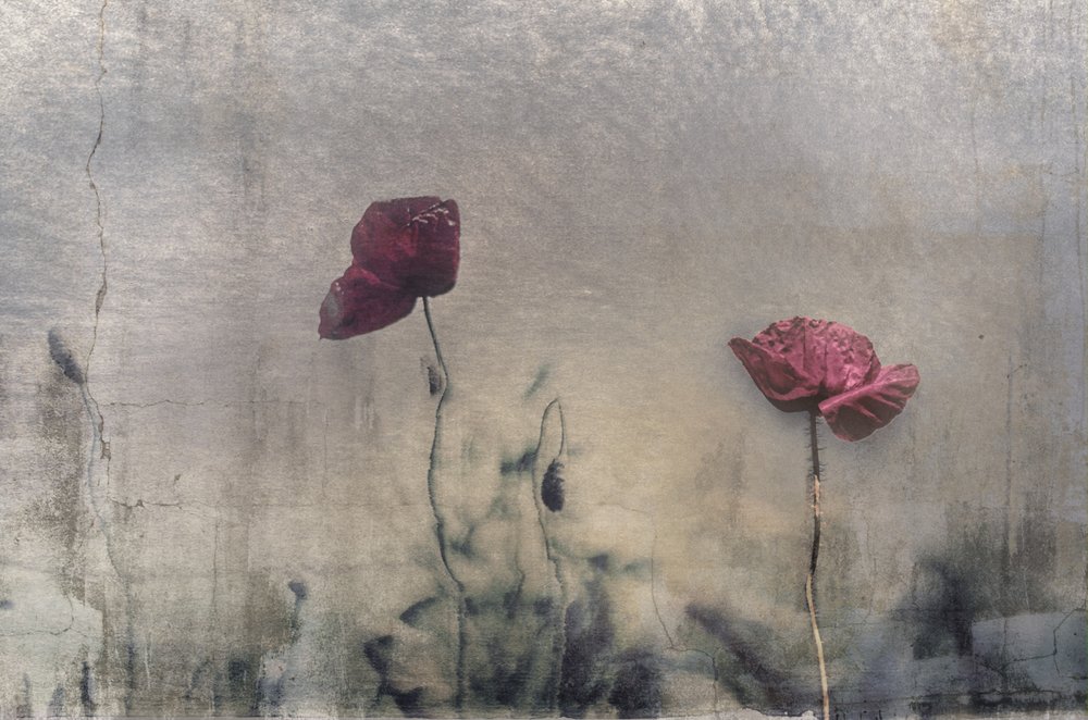 Stimmungsvolle rote Mohnblumen von Desislava Ignatova