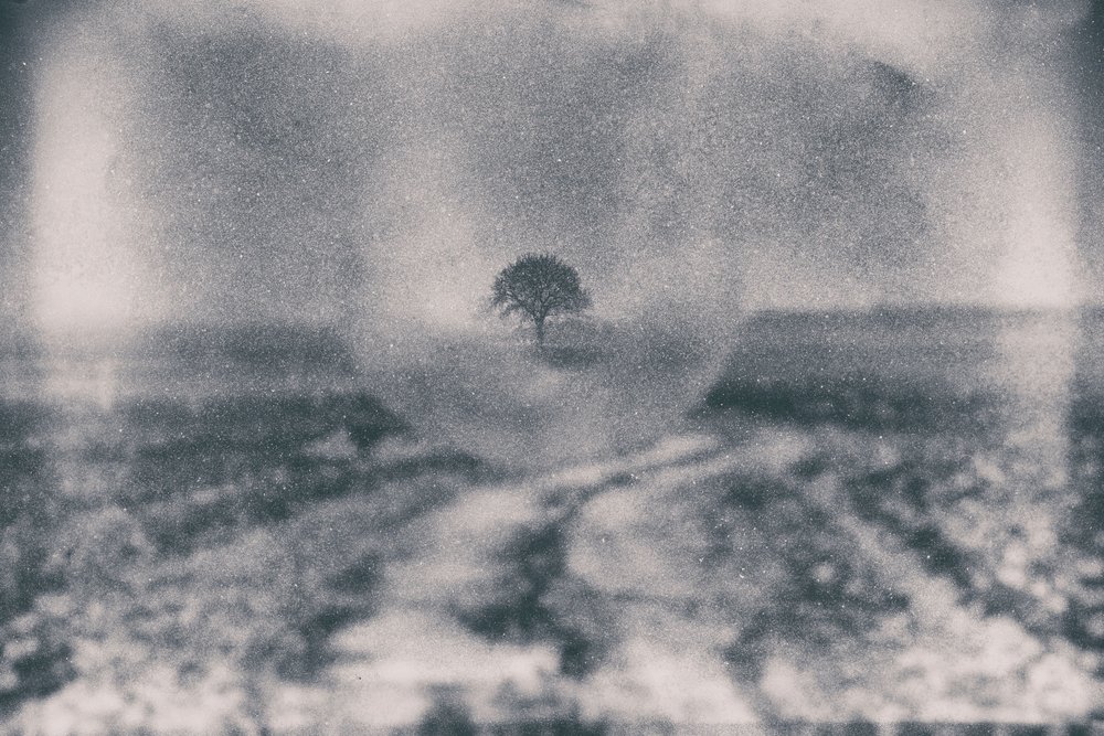 Pfad zum einsamen Baum von Dragan Drobac