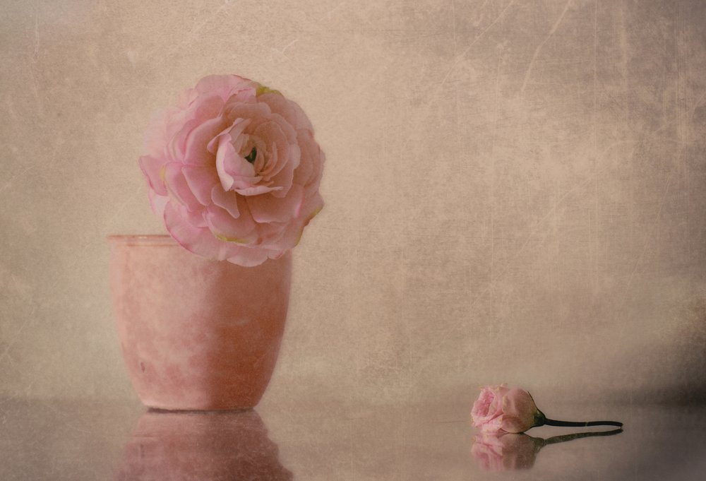 Zartrosa Ranunkel Blüte von Elena Arjona