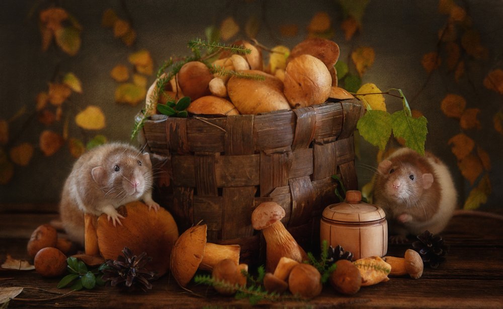 Herbstliche Pilzfreunde von Eleonora Grigorjeva