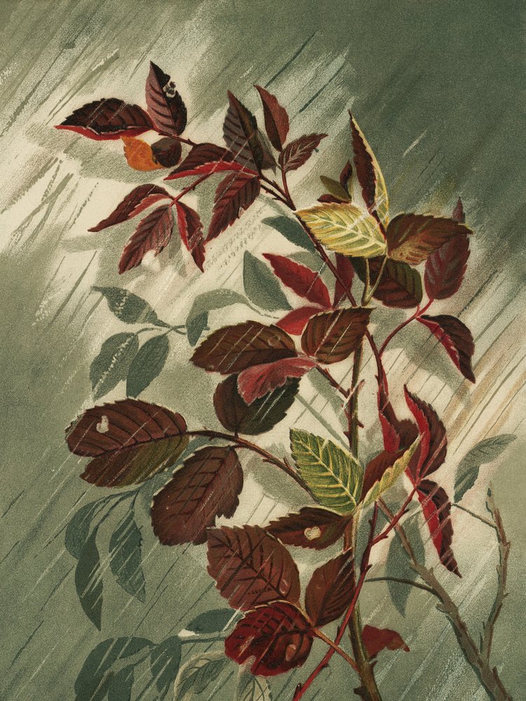 Herbstblätter im Regen von Ellen Thayer Fisher