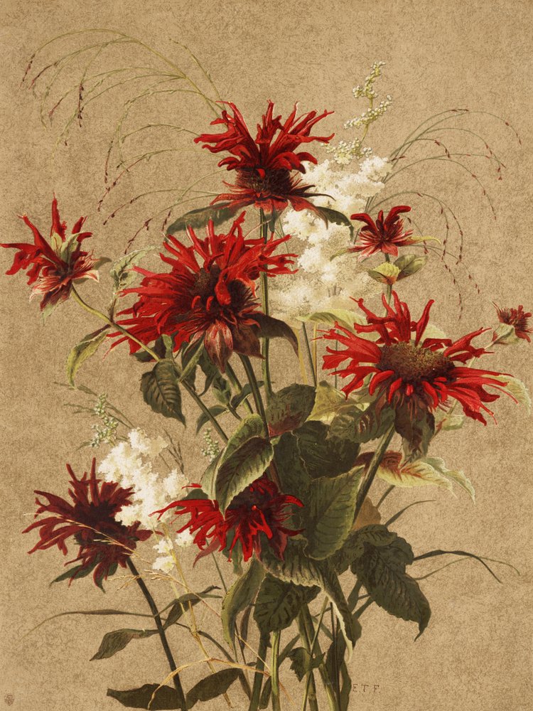 Balsam und Spiraea von Ellen Thayer Fisher