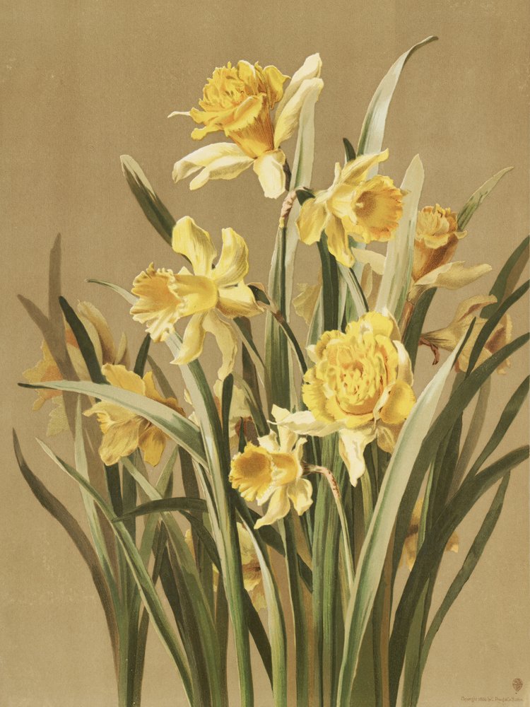 Narzissen von Ellen Thayer Fisher