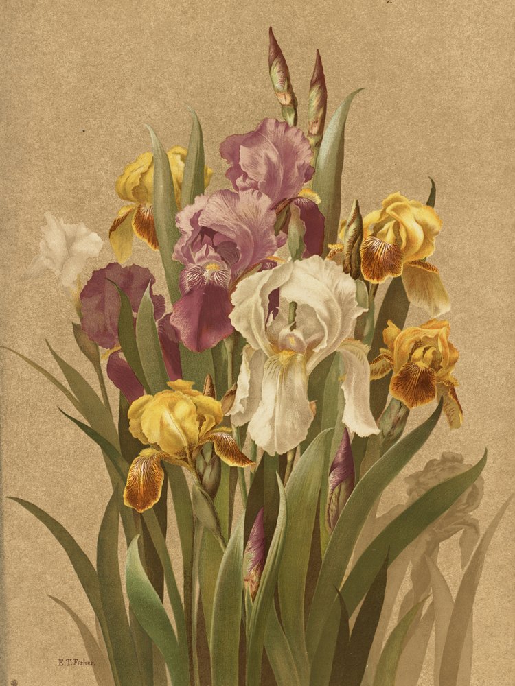 Fleur De Lis, Nr. 3 von Ellen Thayer Fisher