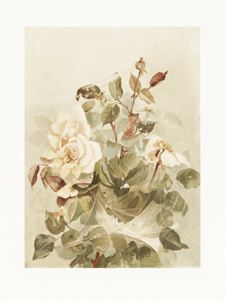 Rosa Rosen im Morgentau von Ellen Thayer Fisher