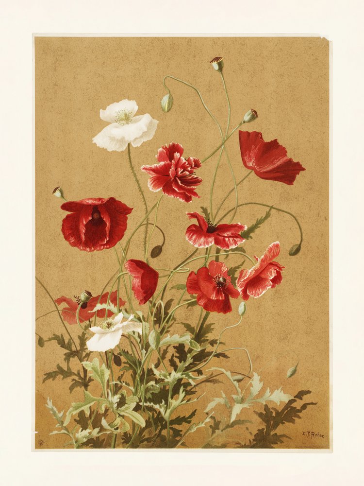 Mohnblumen Nr. 3 von Ellen Thayer Fisher von Ellen Thayer Fisher