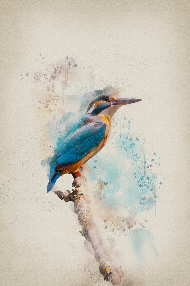 Lebendiger Eisvogel Aquarell von Ema Paraschiv