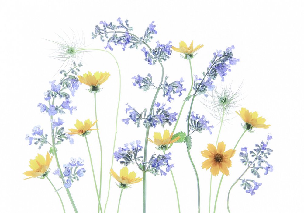 Wilde Wiesenblüten von Fangping Zhou