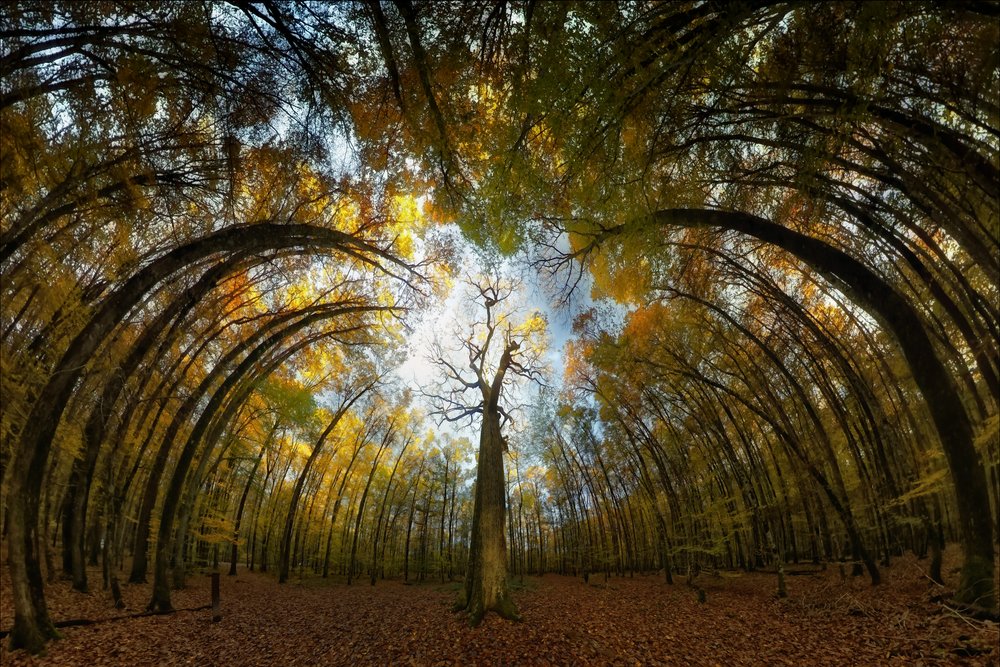 Herbstwald Tunnel von Francois Casanova