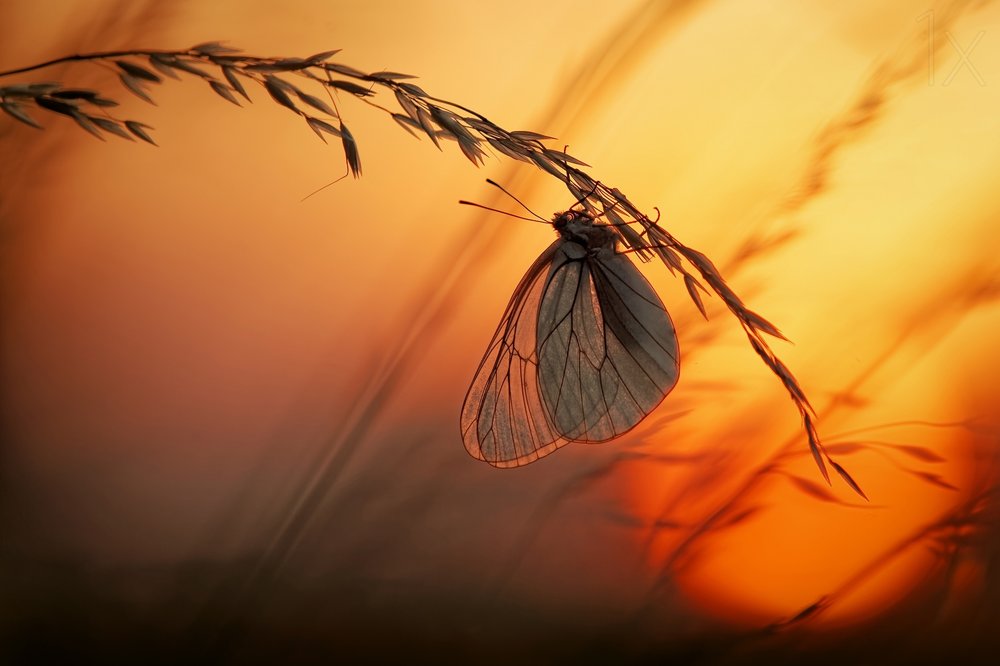 Goldene Stunde Schmetterling von Francois Casanova