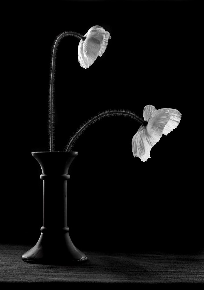 Anmutige Mohnblumen In Vase von Gaby Grohovaz