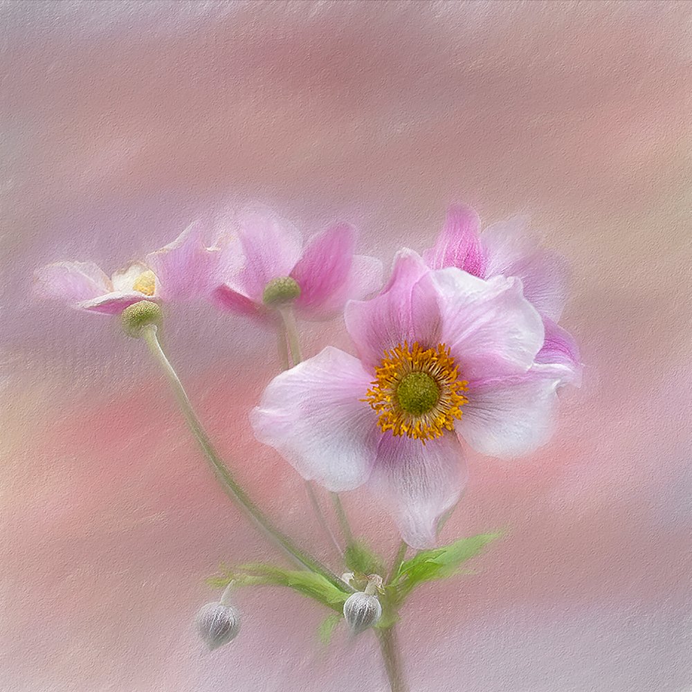 Zarte Rosa Blüten von Gaille Gray