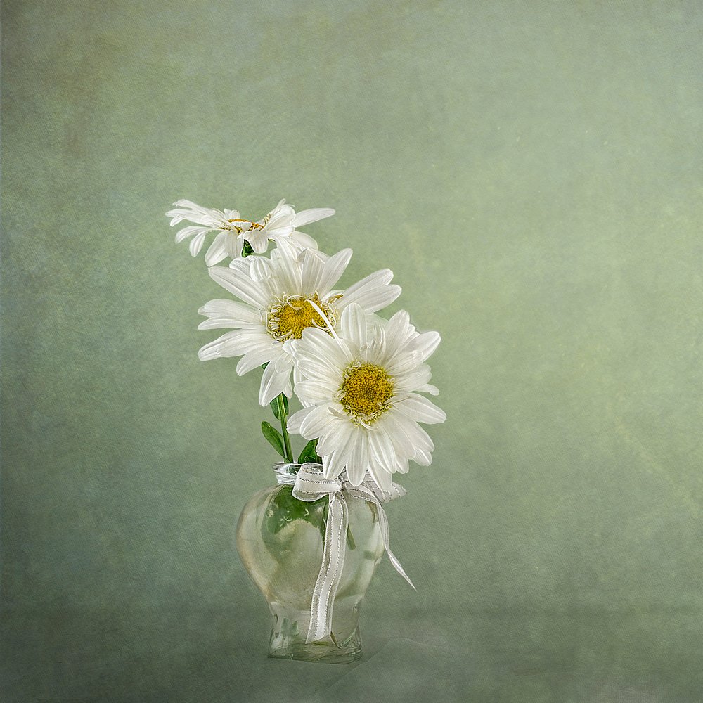 Weiße Gänseblümchen in Vase von Gaille Gray