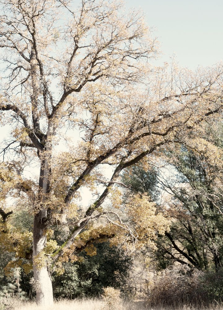 Goldener Herbstwald von Gemma Bardot