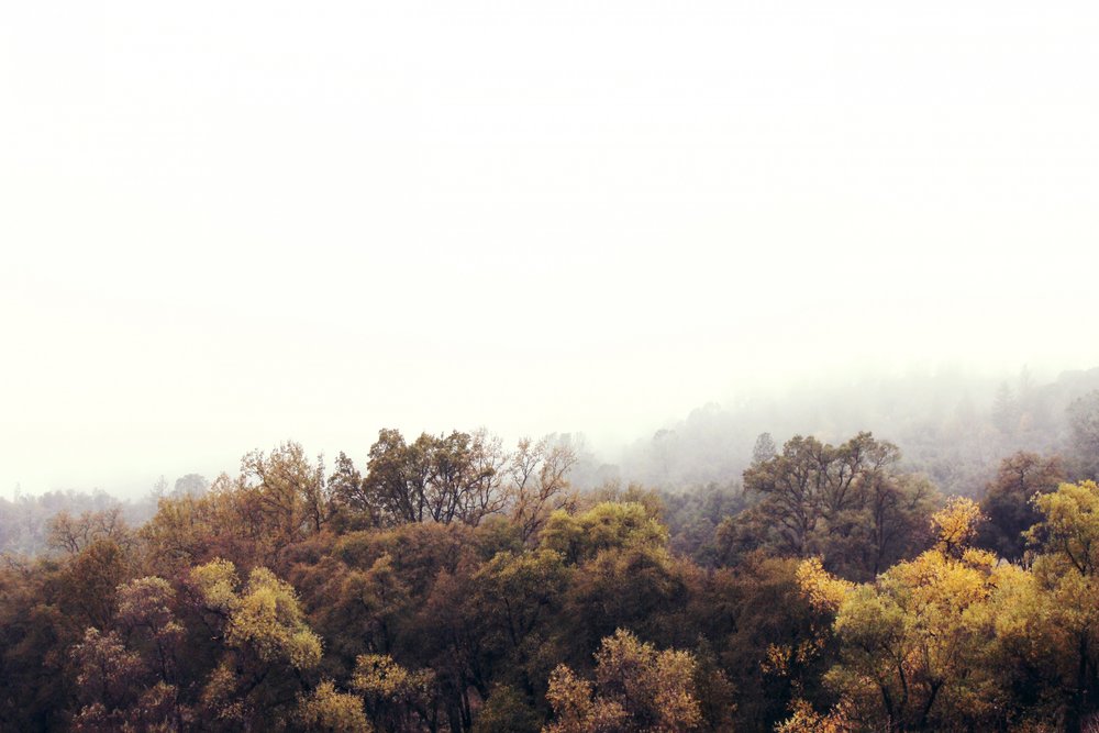 Nebliger Herbstwald von Gemma Bardot