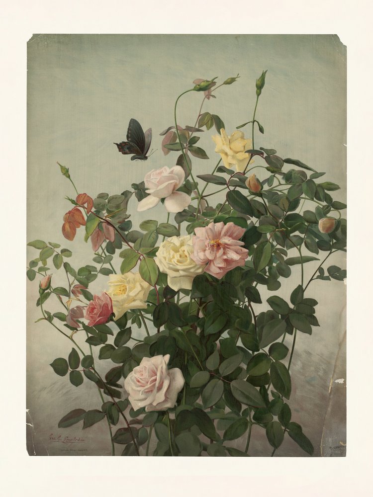Rosen von George Cochran Lambdin