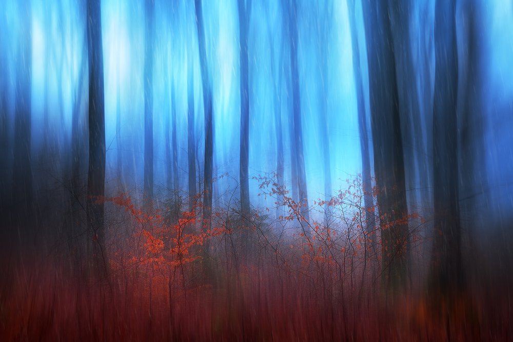 Blauer Waldtraum von Gustav Davidsson