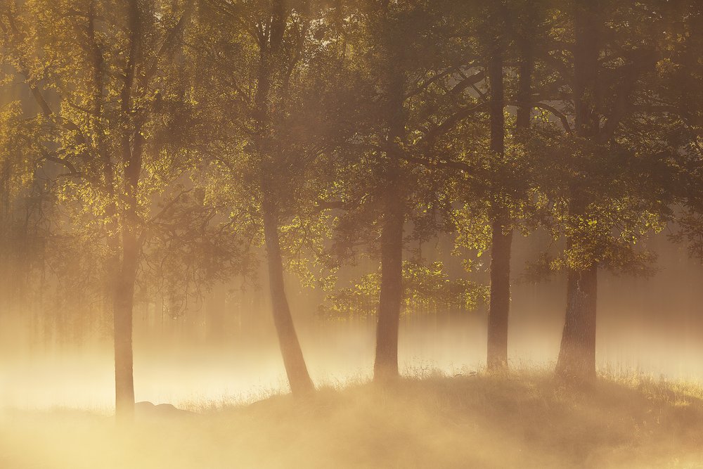 Goldener Morgennebel von Gustav Davidsson