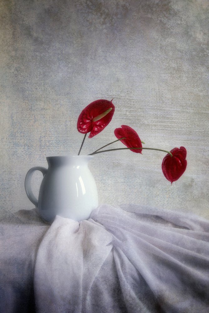 Roter Anthurium Stillleben von Hari Sulistiawan