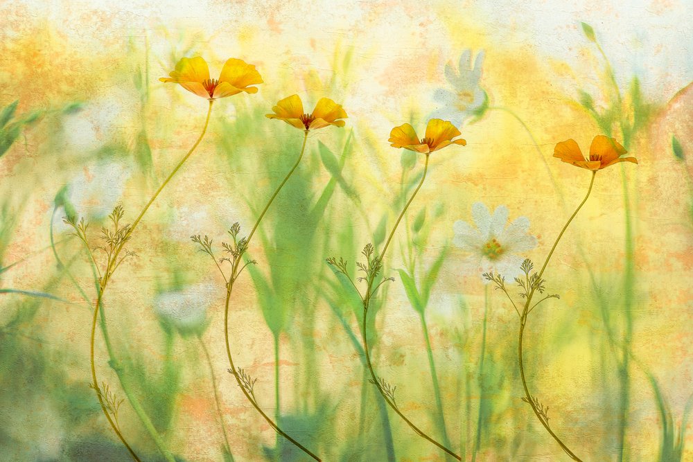 Träumerische Sommerblumen von Hilda van der Lee