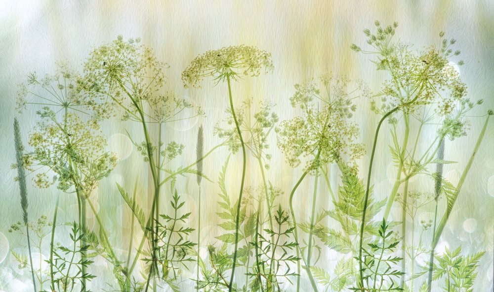 Weiche Grüne Wildblumen von Hilda van der Lee