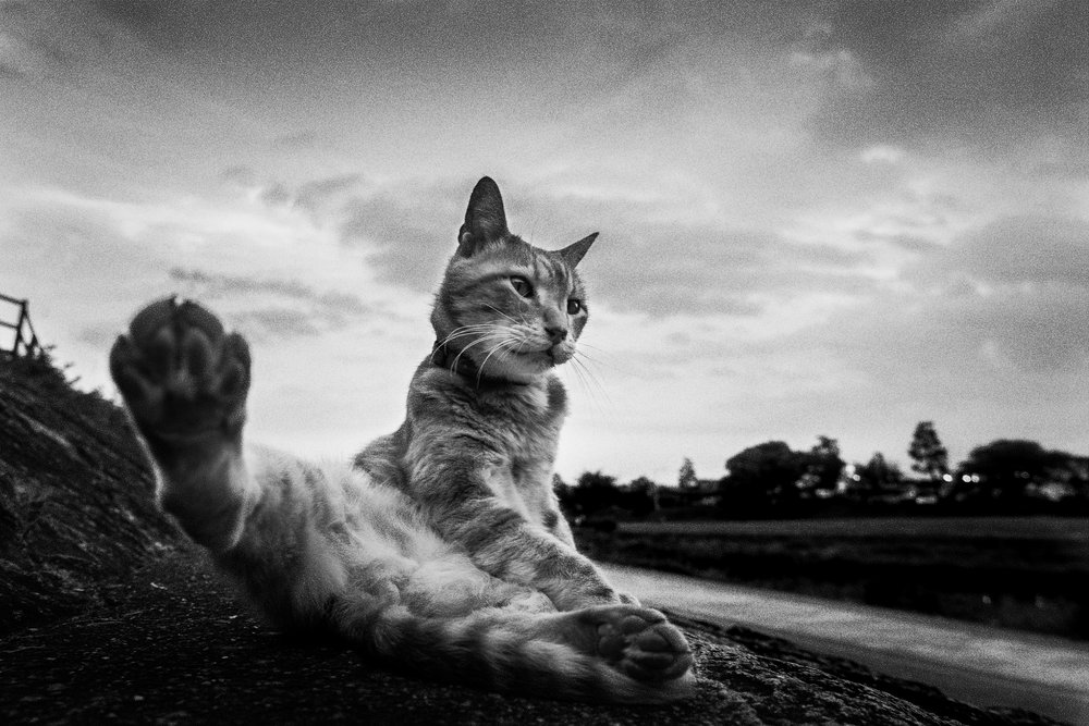 Neugierige Katze Pfotenstreckung von Hiroaki Kuroda