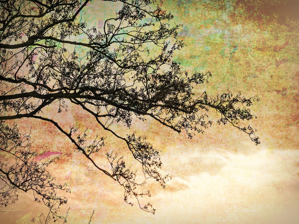 Künstlerische Baum Silhouette von Ida Publishing