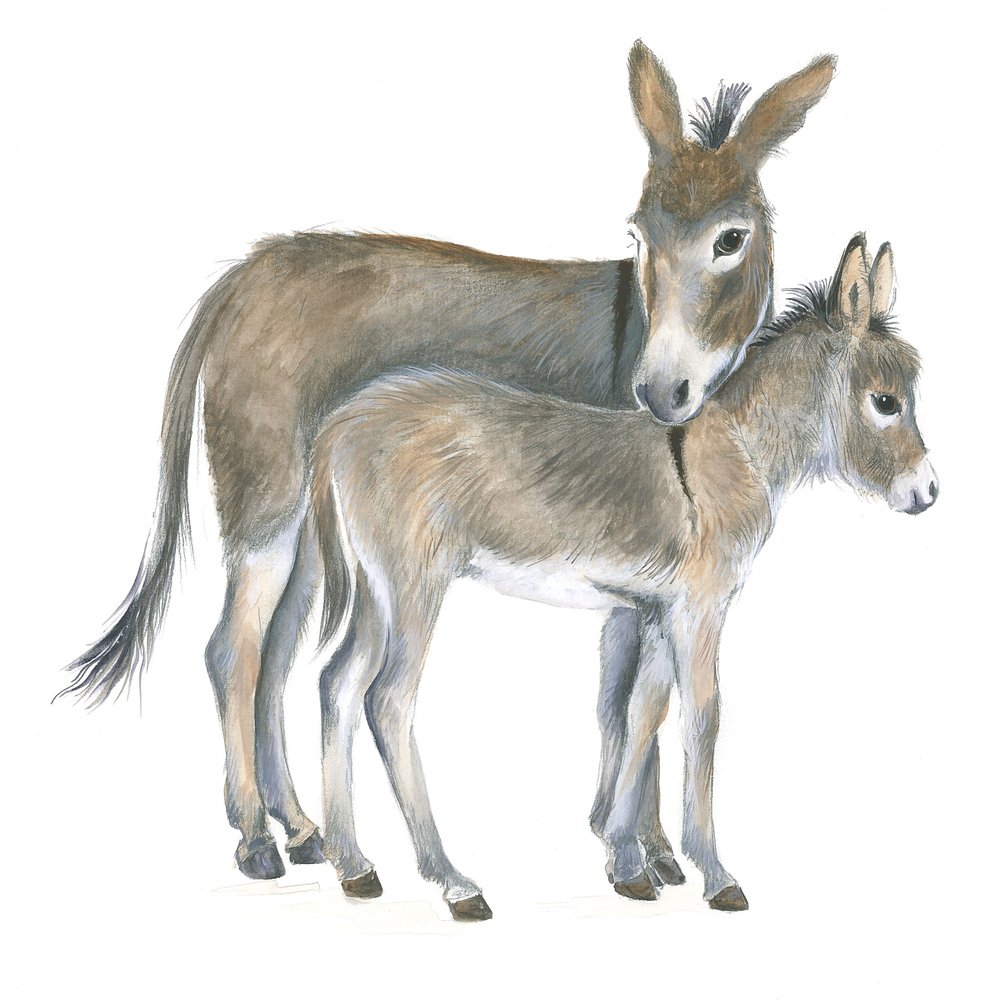 Eselin und Fohlen von Isabelle Brent