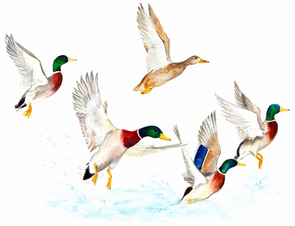Enten im Flug von Isabelle Brent