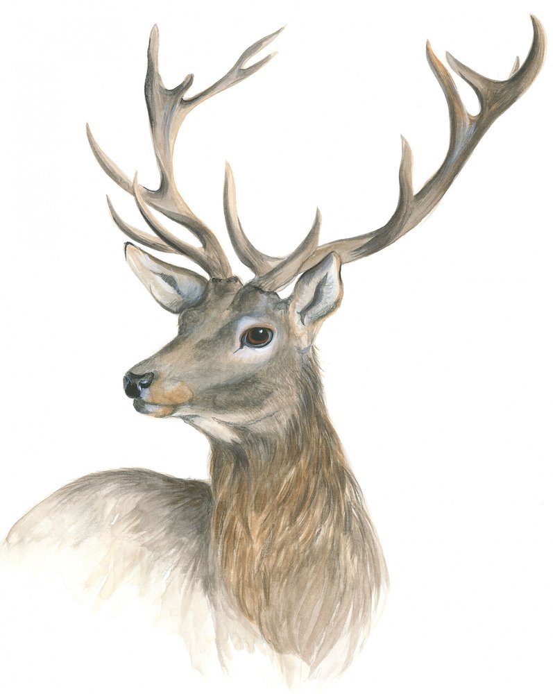 Majestätisches Hirschporträt von Isabelle Brent