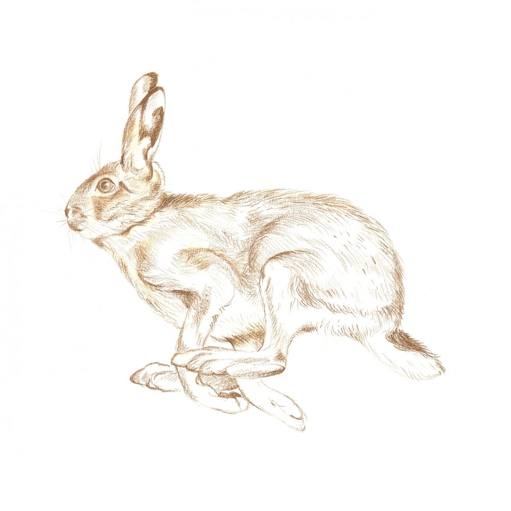 Laufender wilder Hase von Isabelle Brent