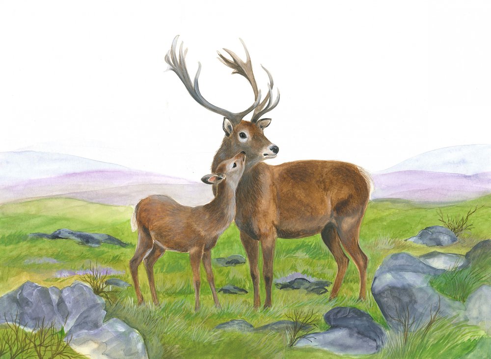 Hirsch und junge Hirschkuh von Isabelle Brent