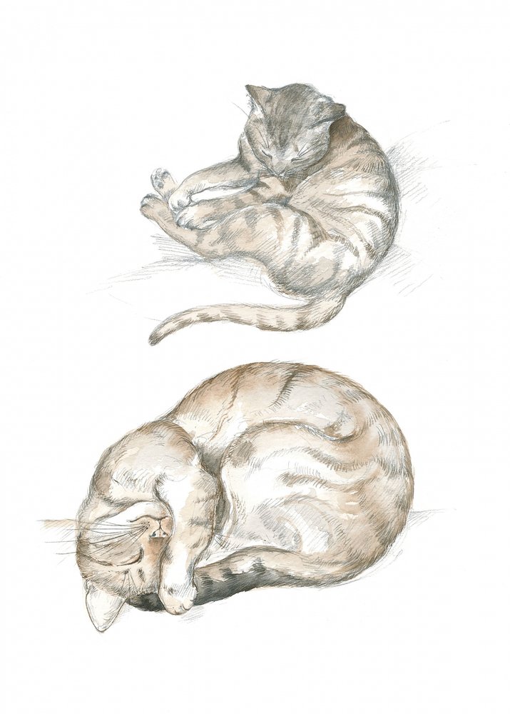 Zwei Katzenstudien von Isabelle Brent