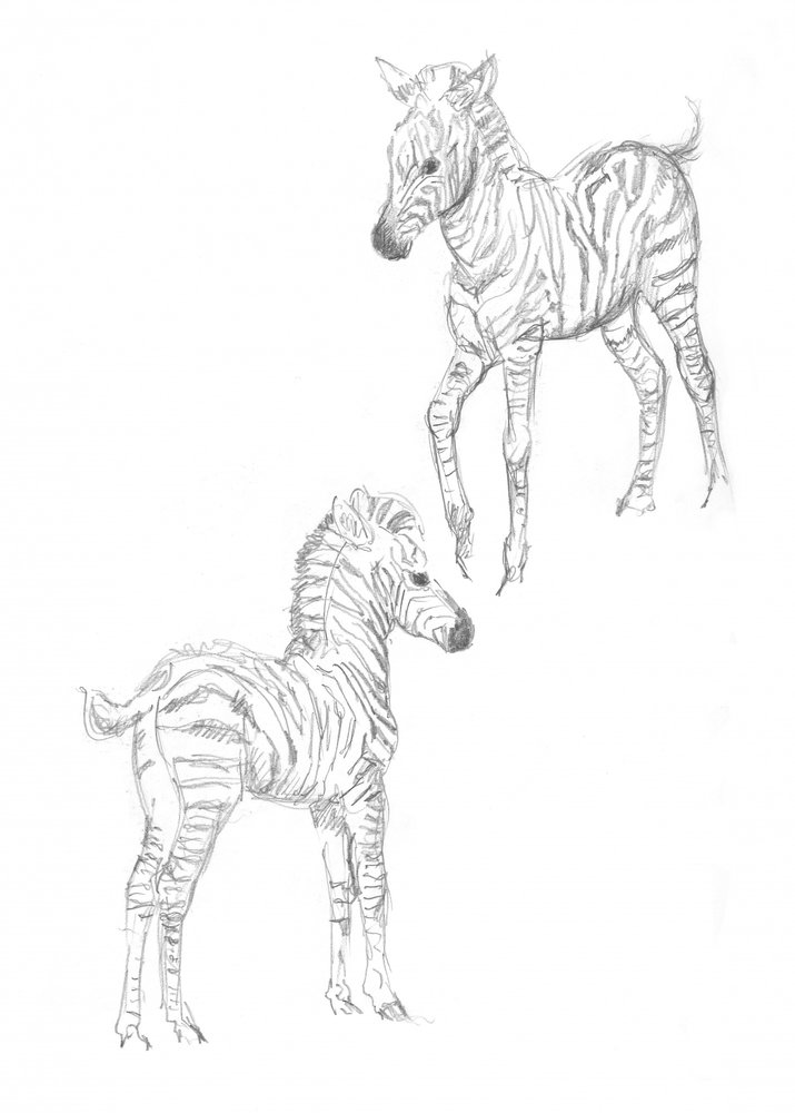 Zebrafohlen von Isabelle Brent